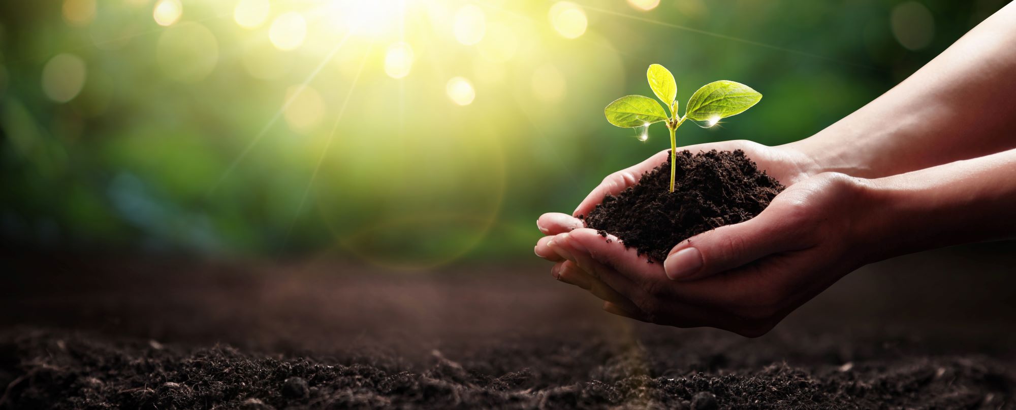 sustainable procurement- hands holding a seedling > Dassault Systèmes