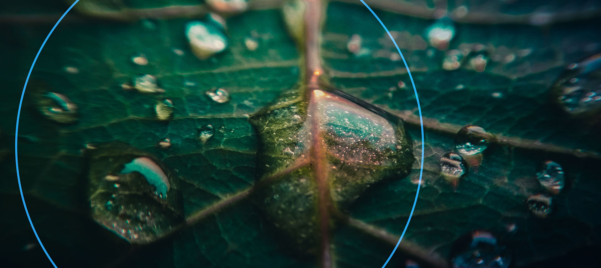 Biodiversity in Business