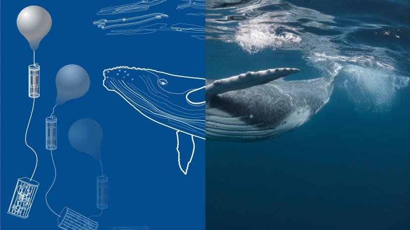 LiftLabs creating eco-friendly solutions for marine conservation and species protection > Dassault Systèmes