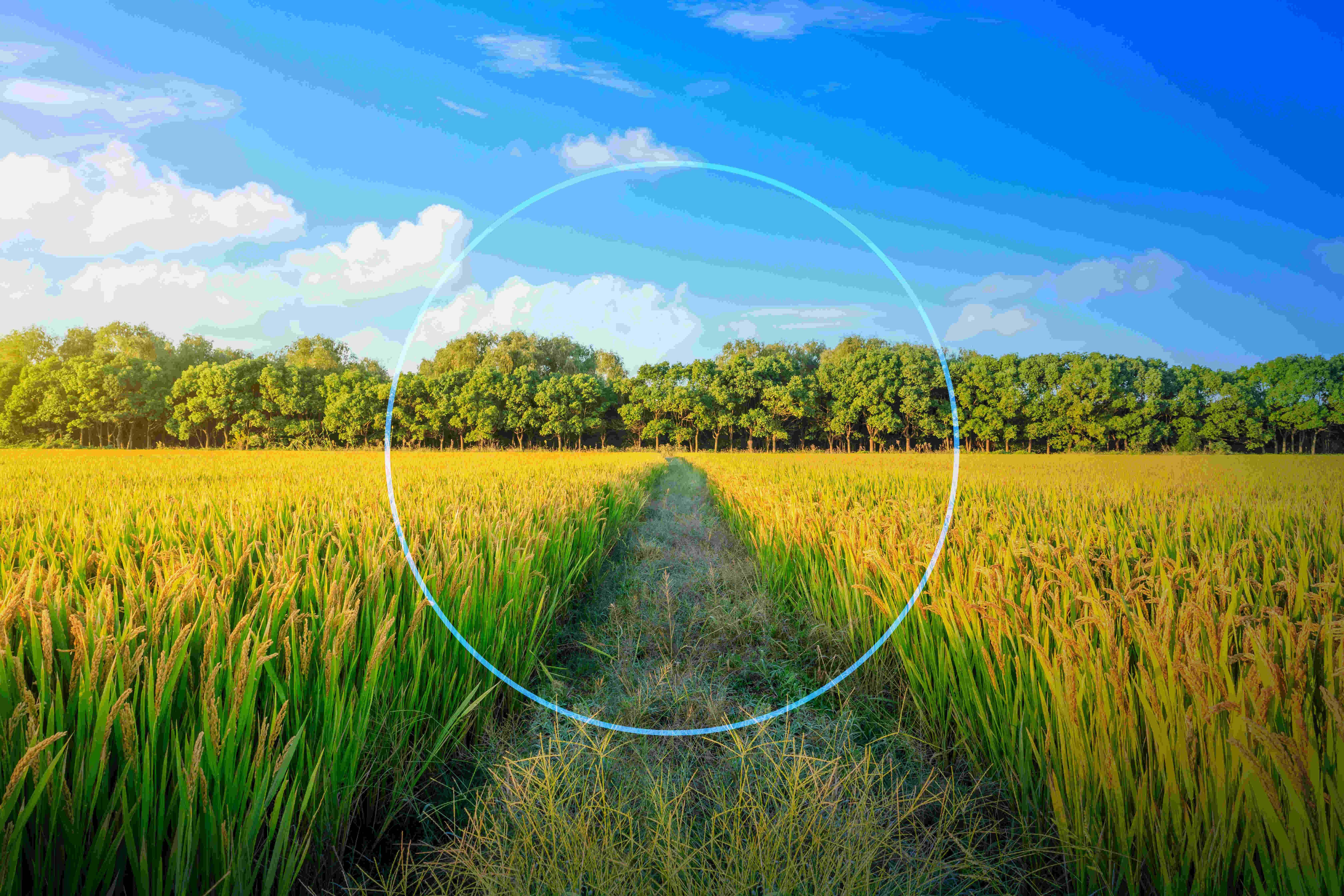 Restoring biodiversity > Dassault Systèmes