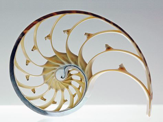 And the Fibonacci Design Challenge Winner is...