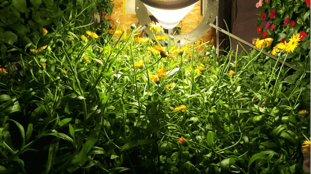 Futura Gaïa smart indoor vertical farm using live soil for sustainable food production