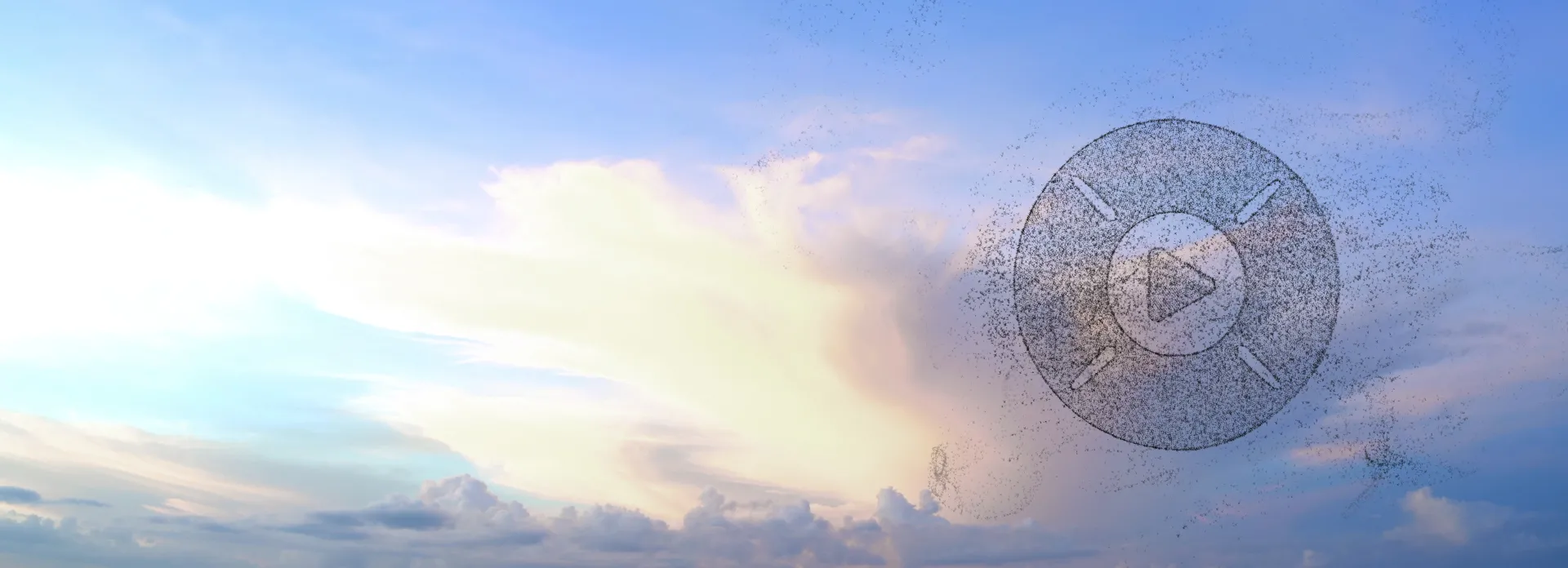 Birds in murmuration
