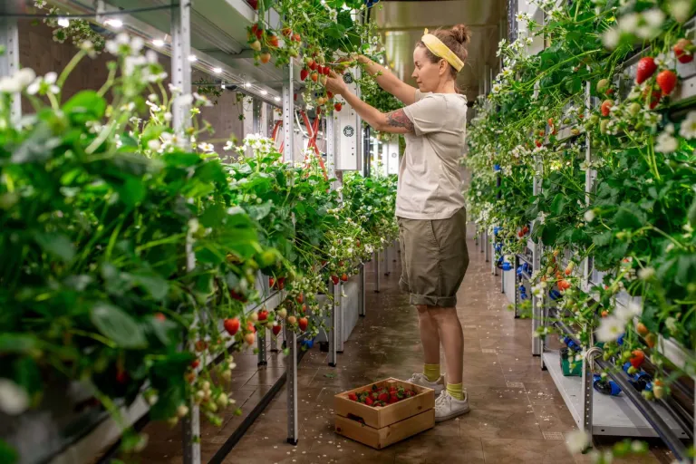 Vertical Farming and Cities - Dassault Systèmes