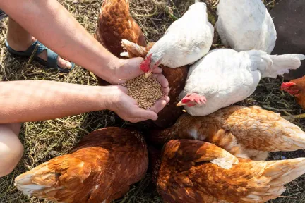 Tyson Foods Inc > Hero Banner > Dassault Systèmes