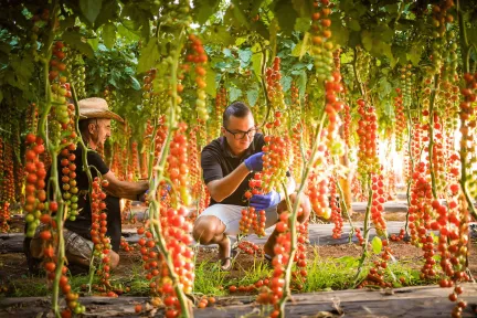 Vertical farming to boost urban sustainability
