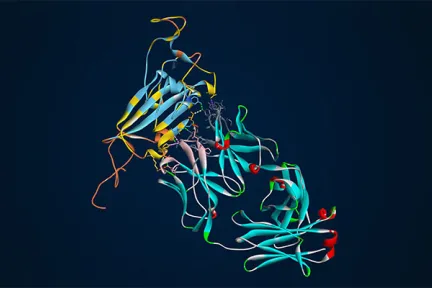BIOVIA Discovery Studio Simulation for Antibody Modeling