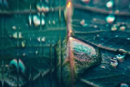 Sustainability for Biodiversity > Sustainability > Dassault Systèmes