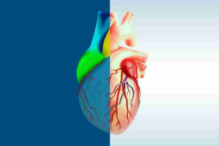 Living Heart