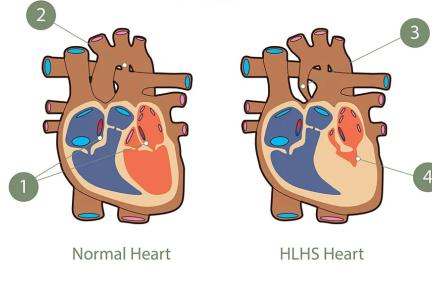 meditwin-cardiology-webpage-