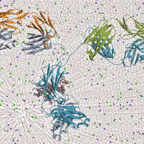 Discover Studio - Antibody Solvation model > Dassault Systèmes